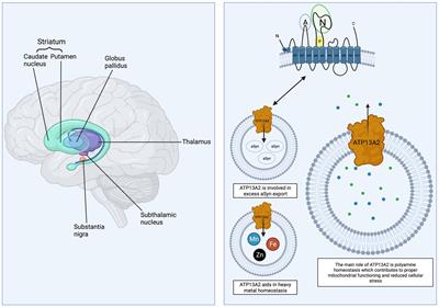 ATP13A2 (PARK9) and basal ganglia function